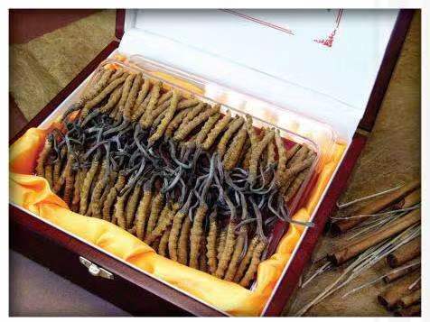 扎兰屯冬虫夏草回收